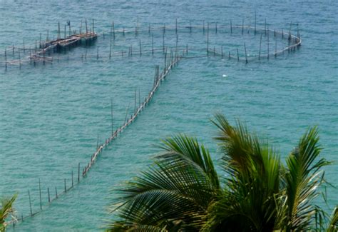 fish corral|MODIFIED FISH CORRAL (PUNOT) .